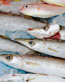 魚アラリサイクルとは？